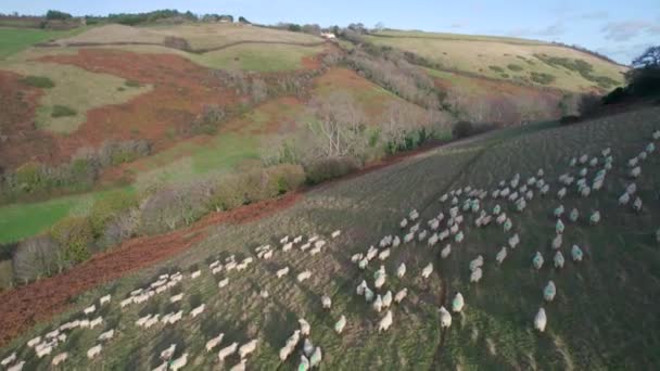 Πρόβατα Βοσκότοπους Kingswear Devon Αγγλία — Αρχείο Βίντεο