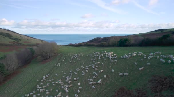 Πρόβατα Βοσκότοπους Kingswear Devon Αγγλία — Αρχείο Βίντεο