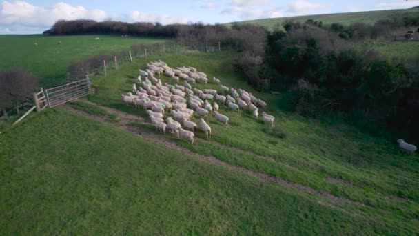 Овцы Пастбище Кембридж Девон Англия — стоковое видео