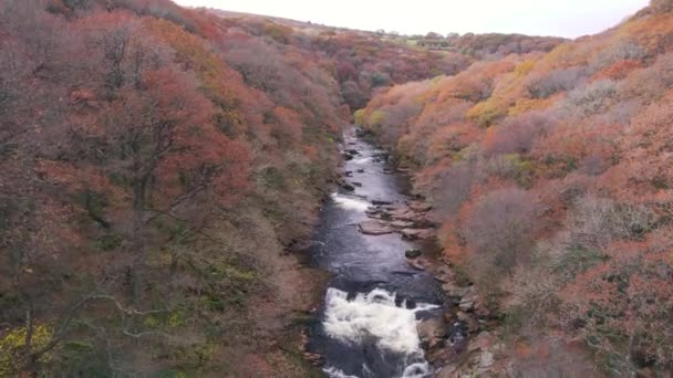 Autumn Colours Mountain River River Dart Dartmoor Park Devon Inglaterra — Vídeos de Stock