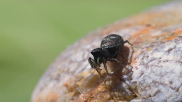 Feminino Cobre Sun Jumper Cobre Sun Jumper Jumping Spider Heliophanus — Vídeo de Stock