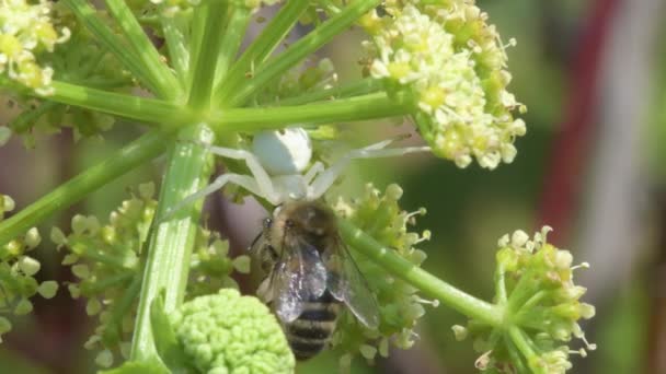 猎食者和捕食 花蟹蜘蛛 蜜饯和蜜蜂在花朵上 — 图库视频影像