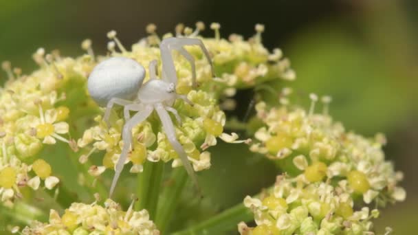 Ragadozó Préda Virág Rák Pók Misumena Vatia Mézelő Méhecskével Virágon — Stock videók