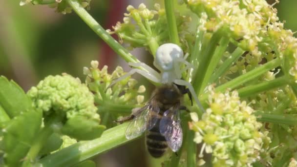 Raubtier Und Beute Blumenkrabbenspinne Misumena Vatia Mit Honigbiene Auf Einer — Stockvideo