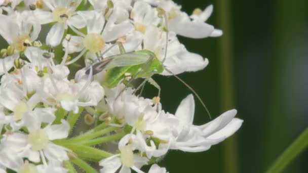 Common Green Capsid Lygocoris Pabulinus Zamknij — Wideo stockowe