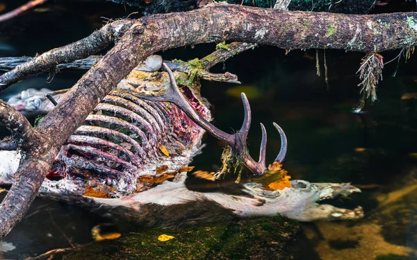 A dead stag of Red Deer in the River Dart, Dartmoor Park, Devon, England