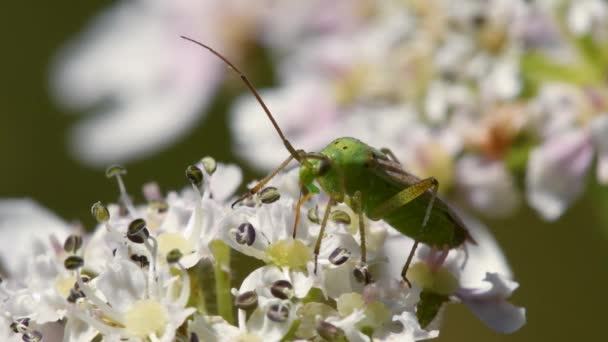 Capside Pomme Terre Bug Calocoris Norvegicus Gros Plan — Video