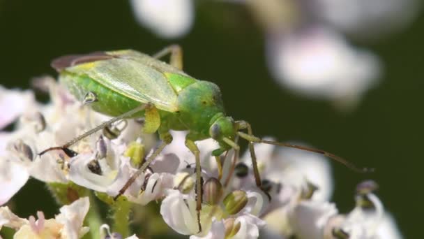 Bug Capsid Batata Calocoris Norvegicus Perto — Vídeo de Stock
