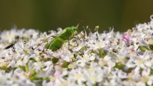 Potato Capsid Bug Calocoris Norvegicus Zamknij Się — Wideo stockowe