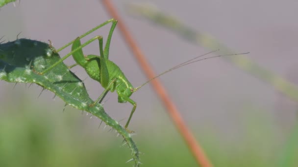 Speckled Bush Cricket Leptophyes Punctatissima — Stockvideo