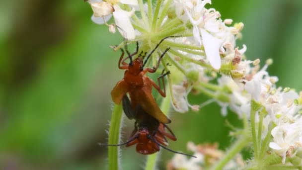 Escarabajo Soldado Cantharis Livida Vista Cerca — Vídeos de Stock