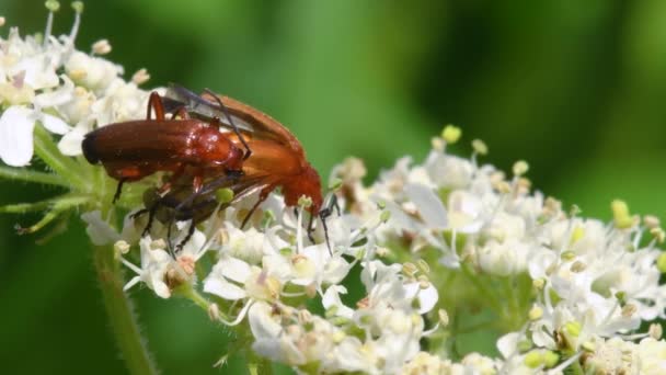 Soldier Beetle Cantharis Livida Close View — Stok Video
