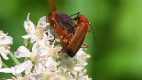 Soldier Beetle Cantharis Livida Close View — Stok Video