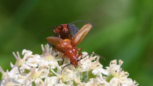 Escarabajo Soldado Cantharis Livida Vista Cerca — Vídeos de Stock