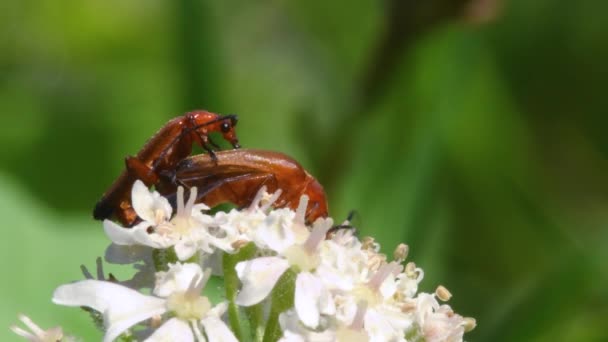 Soldier Beetle Cantharis Livida Close View — Stock Video