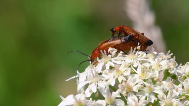 Escarabajo Soldado Cantharis Livida Vista Cerca — Vídeos de Stock