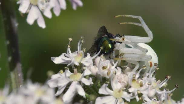 Crab Spider Close View — Stock Video