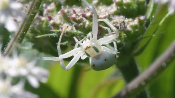 Cangrejo Spider Vista Cerca — Vídeos de Stock