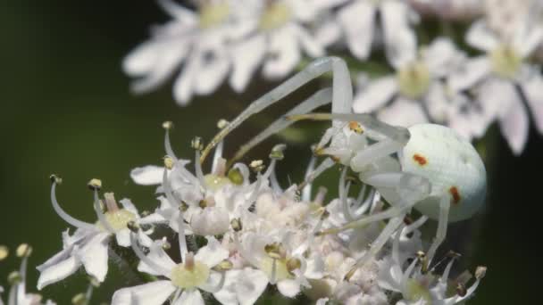 Crab Spider Close View — Stock Video