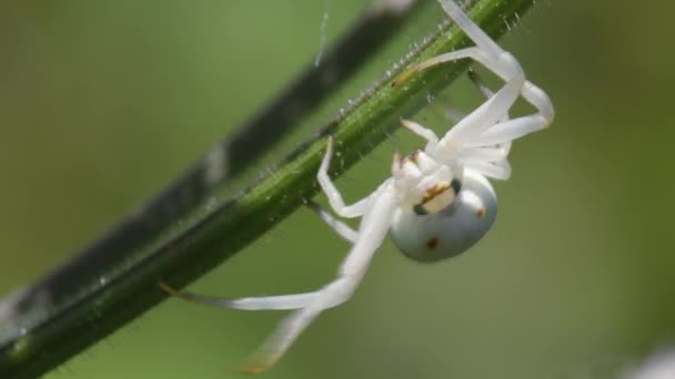 Crab Spider Close View — Stock Video