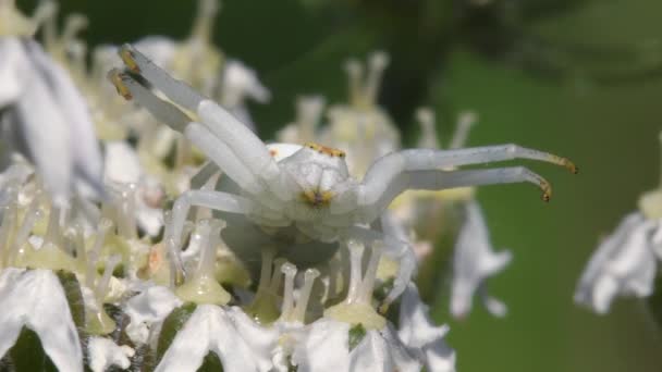Crab Spider Close View — Stok Video
