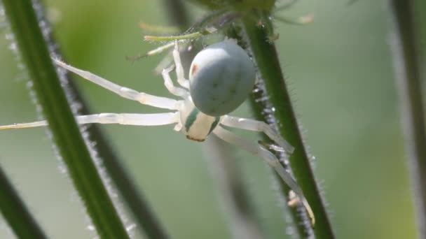 Crab Spider Close View — Stok Video