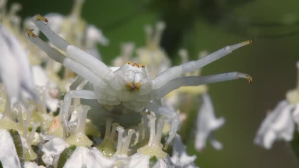 Krab Spin Van Dichtbij Bekijken — Stockvideo