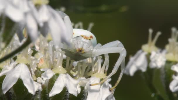 Crab Spider Close View — Stock Video