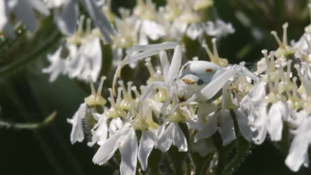 Crab Spider Close View — Stok Video