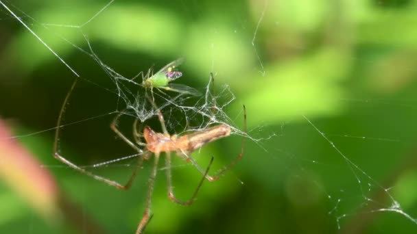 Tejedor Orbe Mandíbulas Largas Vista Tetragnatha Montana Cerca — Vídeo de stock