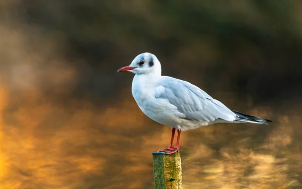 Svarthuvad Mås Chroicocephalus Ridibundus Vintersolens Strålar — Stockfoto