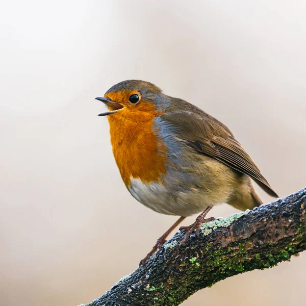 Robin Europeo Erithacus Rubecula Nell Ambiente — Foto Stock