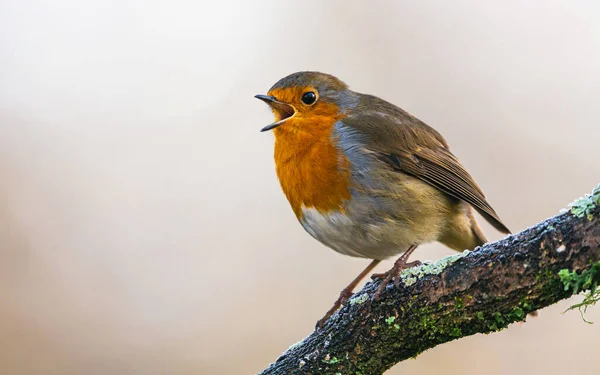 Europeu Robin Erithacus Rubecula Ambiente — Fotografia de Stock