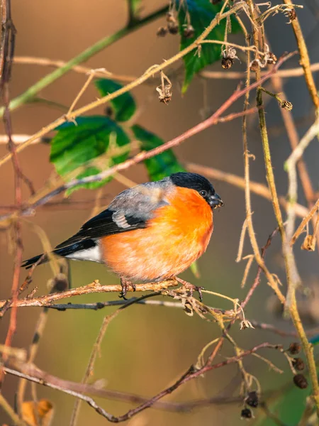 Bullfinch Eurasiático Bullfinch Común Bullfinch Pyrrhula Pyrhula Invierno — Foto de Stock