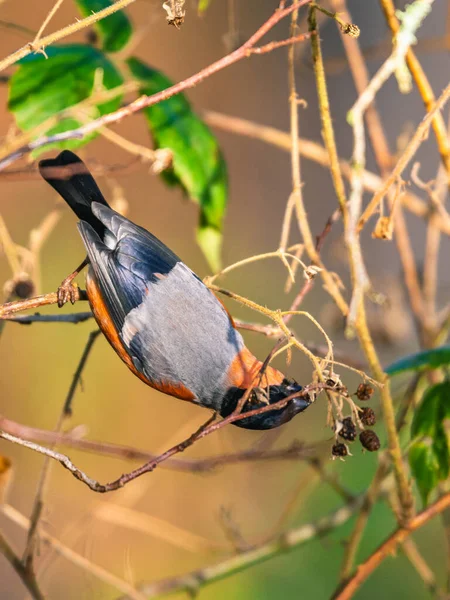 Eurasian Bullfinch Common Bullfinch Bullfinch Pyrrhula Pyrrhula Inglês Inverno — Fotografia de Stock