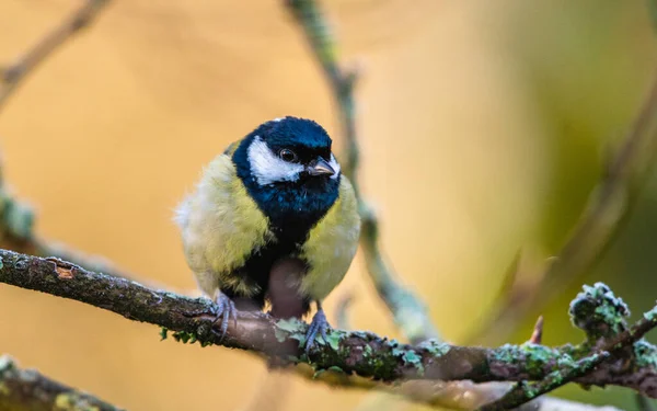 Great Tit Parus Major Winter Time Devon England Europe — Fotografia de Stock