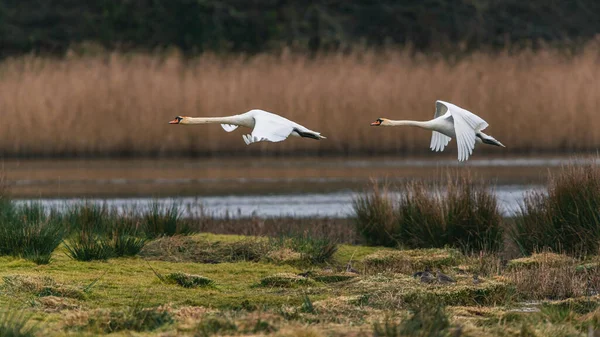 Par Cisnes Mudos Cisne Mudo Cygnus Olor Voo Sobre Água — Fotografia de Stock