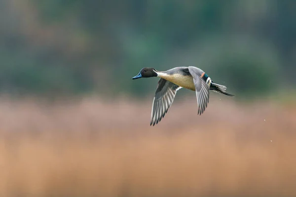 Norte Pintail Anas Acuta Macho Vuelo Sobre Las Marismas —  Fotos de Stock