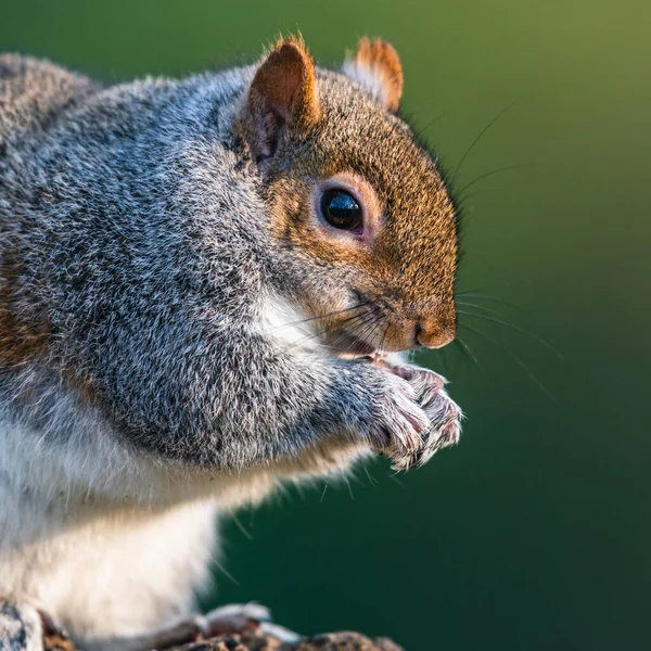 東灰色のリス 環境中のSciurus Carolinensis — ストック写真