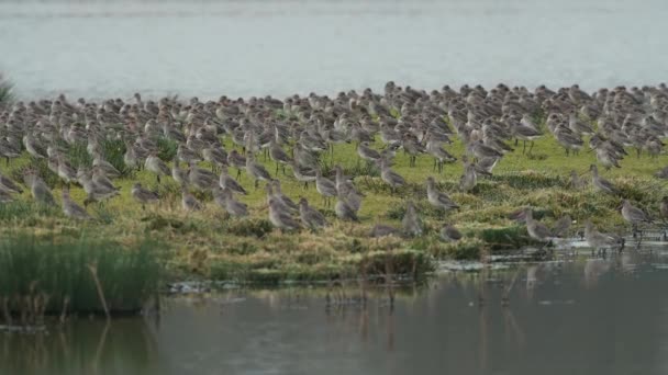 Uferschnepfe Limosa Limosa Flug Der Umgebung — Stockvideo