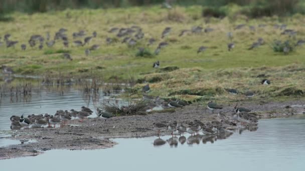 Common Redshank Northern Lapwings Environment — Stock Video