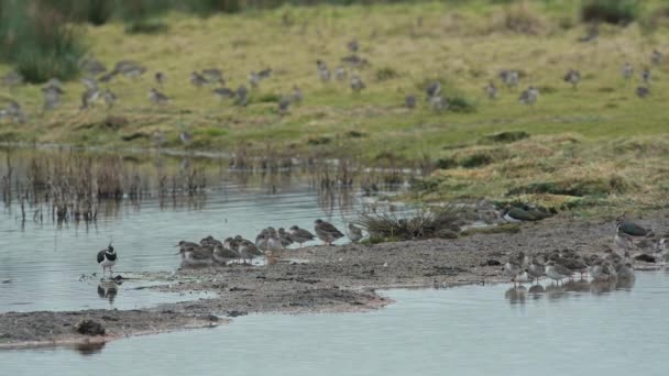 Redshank Común Lapwings Del Norte Medio Ambiente — Vídeo de stock