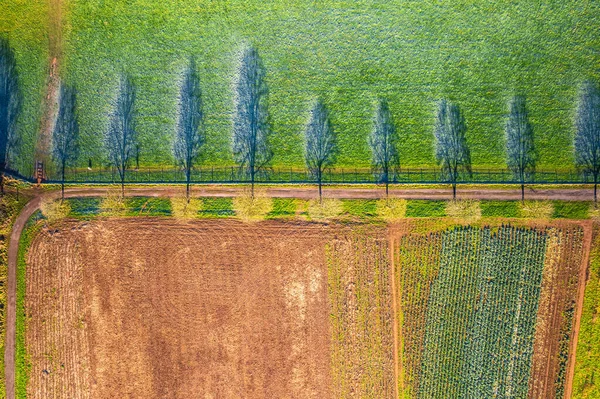 Arriba Amanecer Sobre Árboles Sombras Campos Prados Topsham Devon Inglaterra —  Fotos de Stock