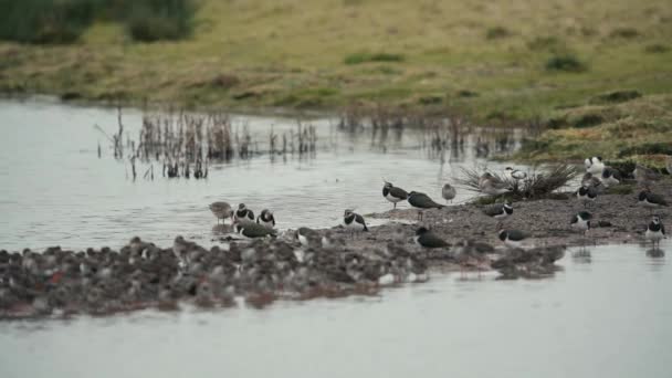 Noordelijk Lapwing Uitzicht Natuur — Stockvideo