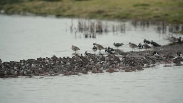 Common Redshank Northern Lapwings Environment — Stock Video