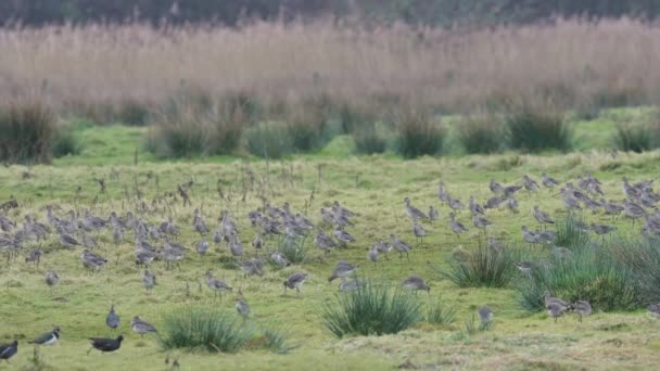 Black Tailed Godwit Limosa Limosa Flight Environment — Stock Video