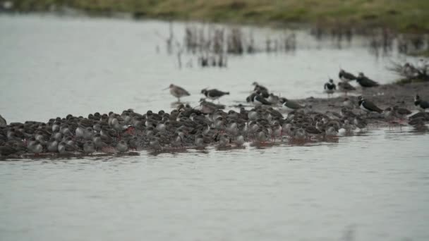 Common Redshank Northern Lapwings Environment — Stock Video