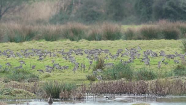 Godwit Queue Noire Limosa Limosa Vol Dans Environnement — Video