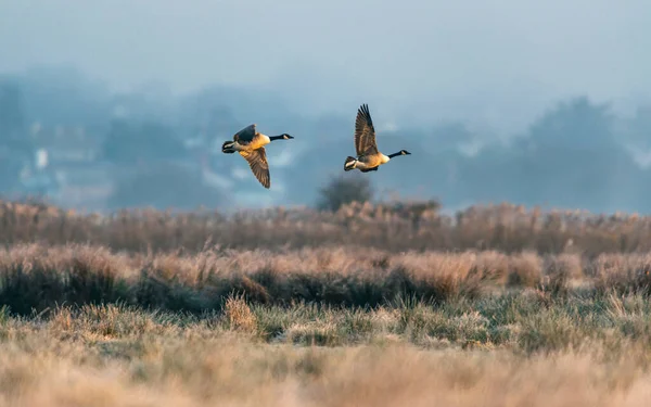 Gansos Canadá Ganso Canadá Branta Canadensis Vuelo Niebla —  Fotos de Stock