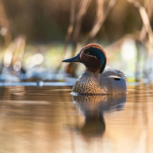 Macho Teal Eurasiático Teal Comum Teal Eurasiático Asa Verde Anas Fotografias De Stock Royalty-Free